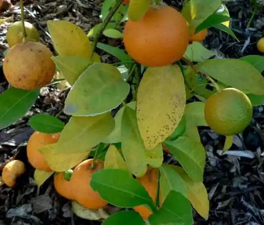 Отахайт (Otaheite)