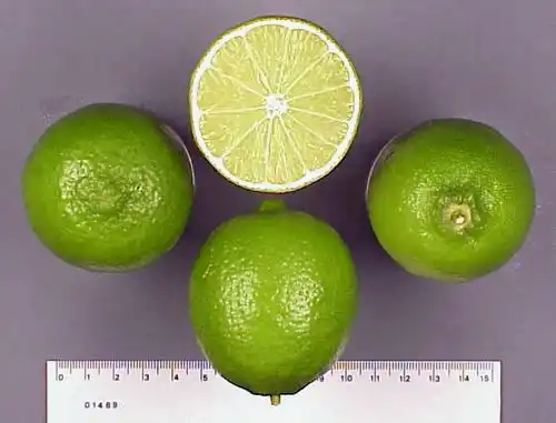 Персидский лайм (Persian lime)