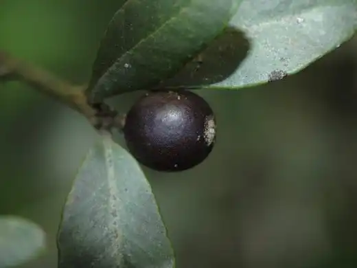 Севериния буксифолия (Severinia)