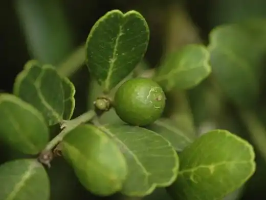 Севериния буксифолия (Severinia)