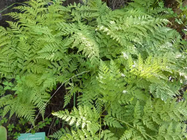 Даваллия канарская (Davallia canariensis)