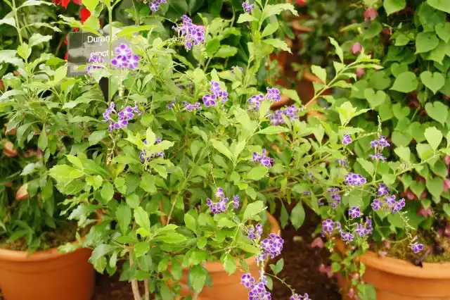 Дуранта (Duranta)