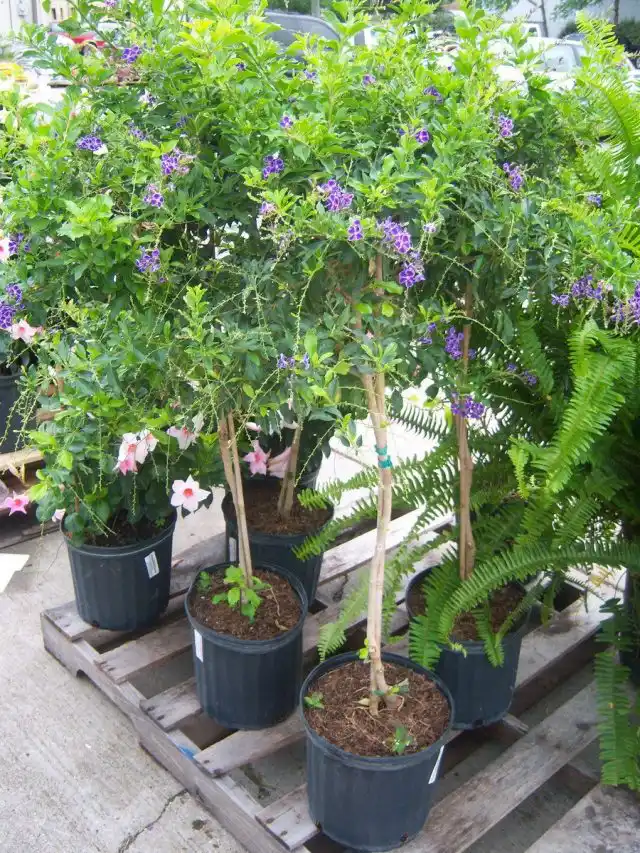 Дуранта (Duranta)