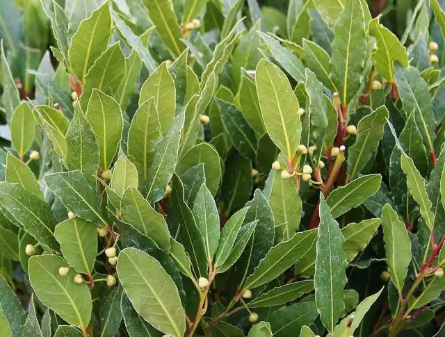 Лавр благородный