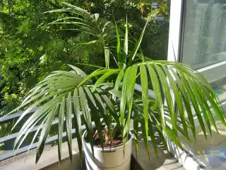 Ховея Бельмора (Howea belmoreana)