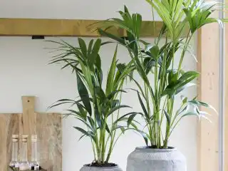 Ховея Форстера (Howea forsteriana)