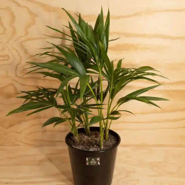 Размножают ховеи преимущественно семенами, правда, для любителей это не слишком просто