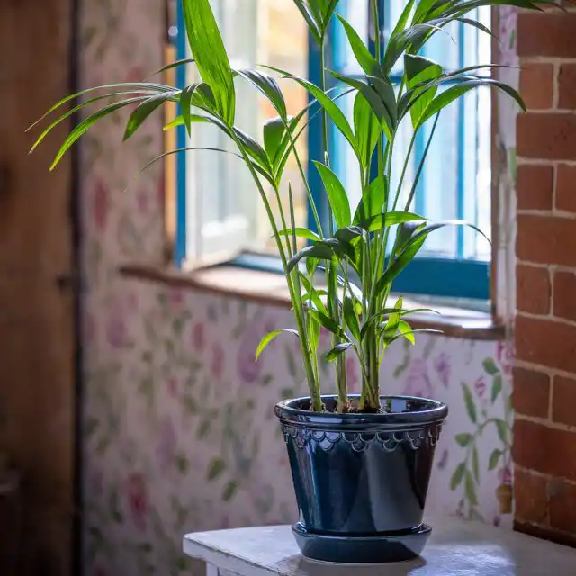 Для ховеи нужно светлое место, притенение от солнечных лучей