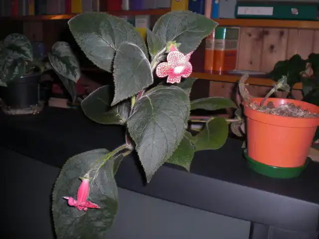 Колерии — растения с ярко выраженным периодом покоя