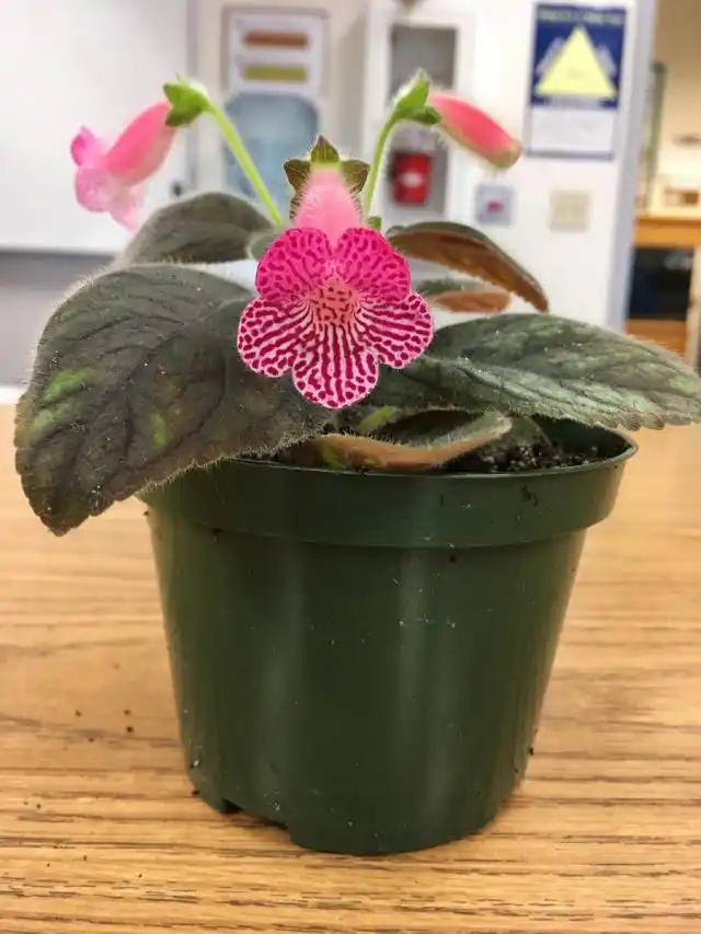 Колерия может расти при сухом воздухе, но больше любит влажный микроклимат