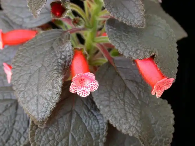 Колерия (Kohleria)