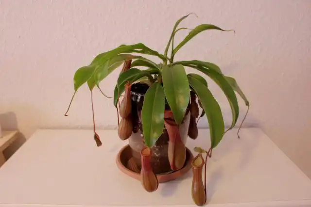 Непентес крылатый (Nepenthes alata)