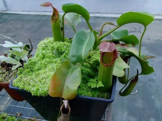 Непентес усеченный (Nepenthes truncata)