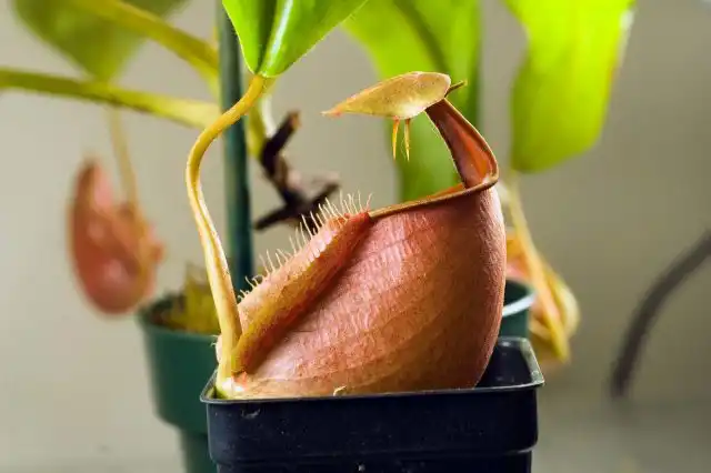 Непентес двухшпорный (Nepenthes bicalcarata)