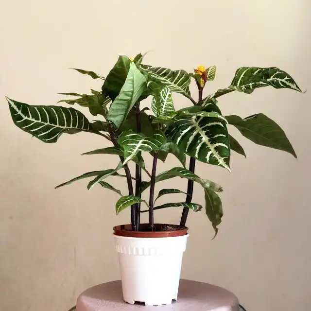 Афеландра (Aphelandra)