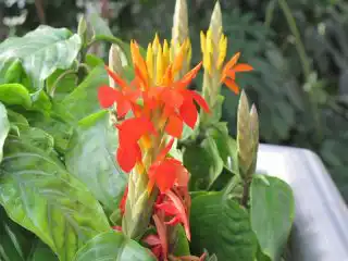 Афеландра оранжевая (Aphelandra aurantiaca)