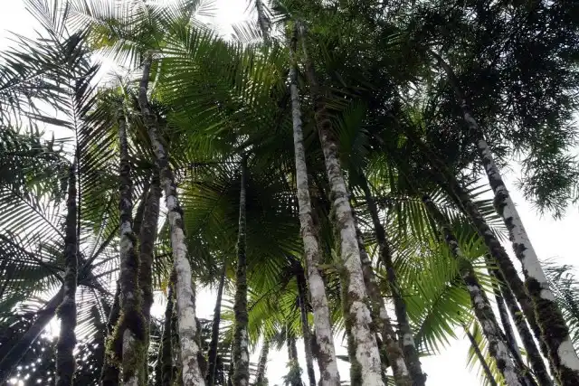 Хризалидокарпус мадагаскарский (Chrysalidocarpus madagascariensis)