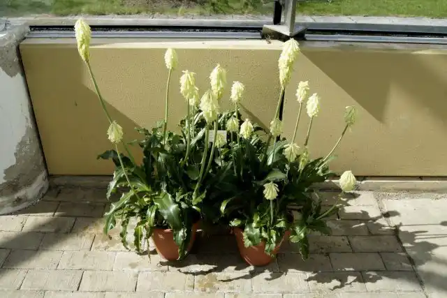 Вельтгеймия прицветниковая (Veltheimia bracteata)