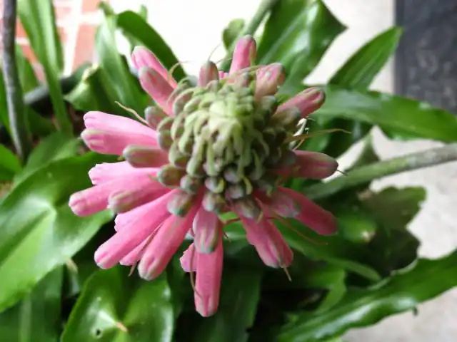 Вельтгеймия прицветниковая (Veltheimia bracteata)