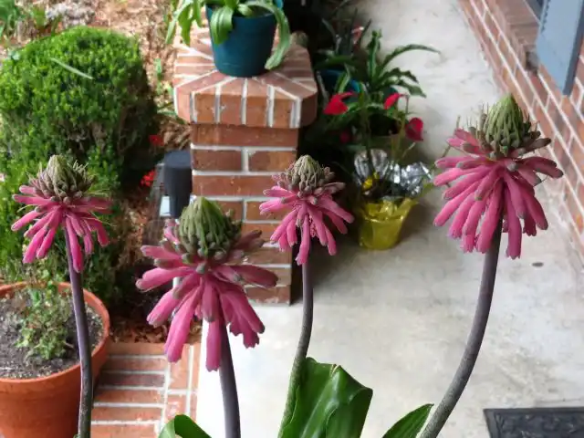 Вельтгеймия прицветниковая (Veltheimia bracteata)