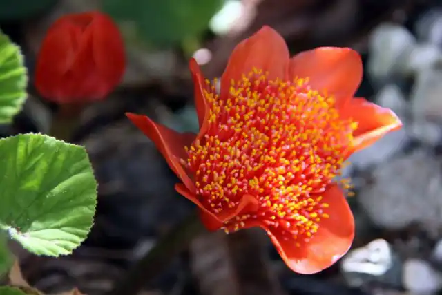 Гемантус шарлаховый (Haemanthus coccineus)
