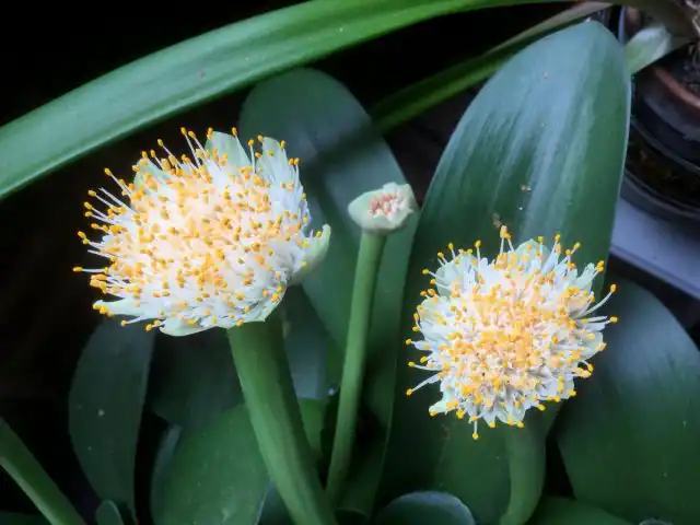 Гемантус белый (Haemanthus albiflos)