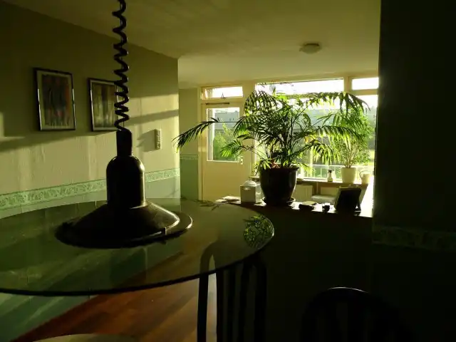 Растения в дизайне интерьера