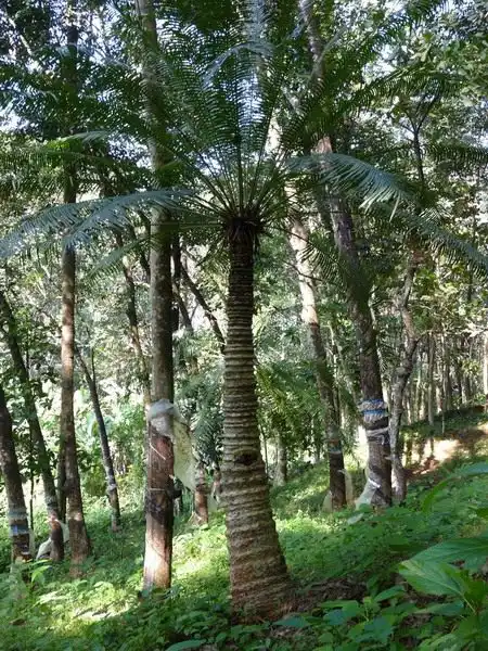 Цикас. Догляд, вирощування,
