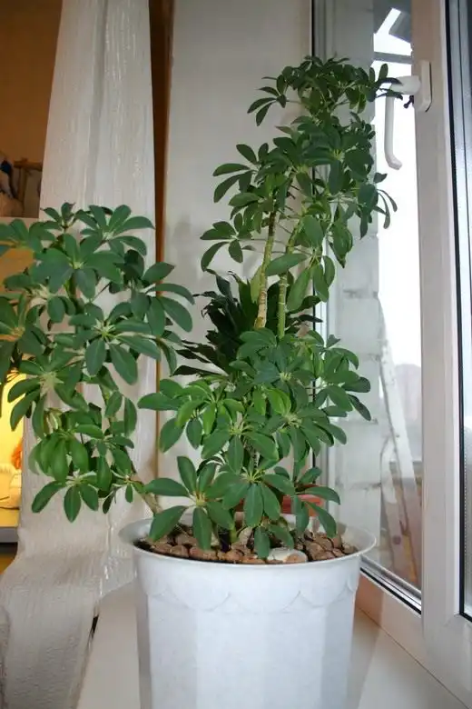 Гептаплеурум (Heptapleurum)