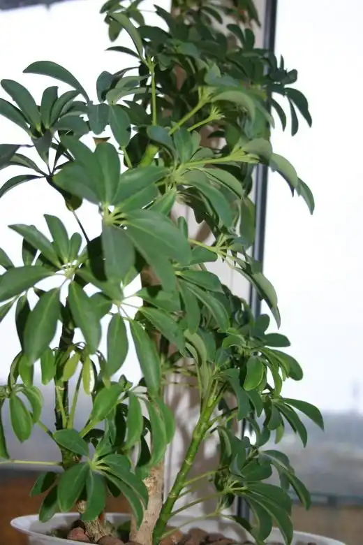 Гептаплеурум (Heptapleurum)