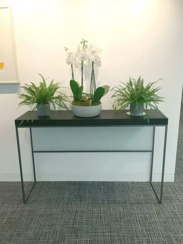 Комнатные растения в глубине комнаты