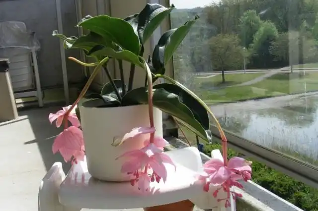 Мединилла великолепная (Medinilla magnifica)