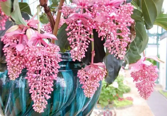 Мединилла великолепная (Medinilla magnifica)