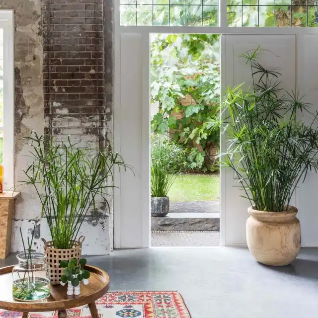 Циперус дома