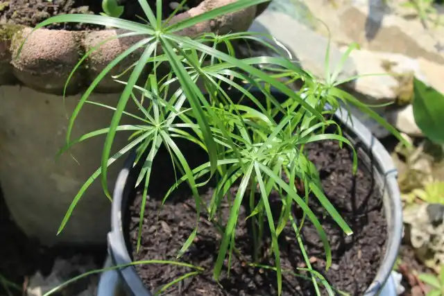 Циперус зонтичный (Cyperus alternifolius)