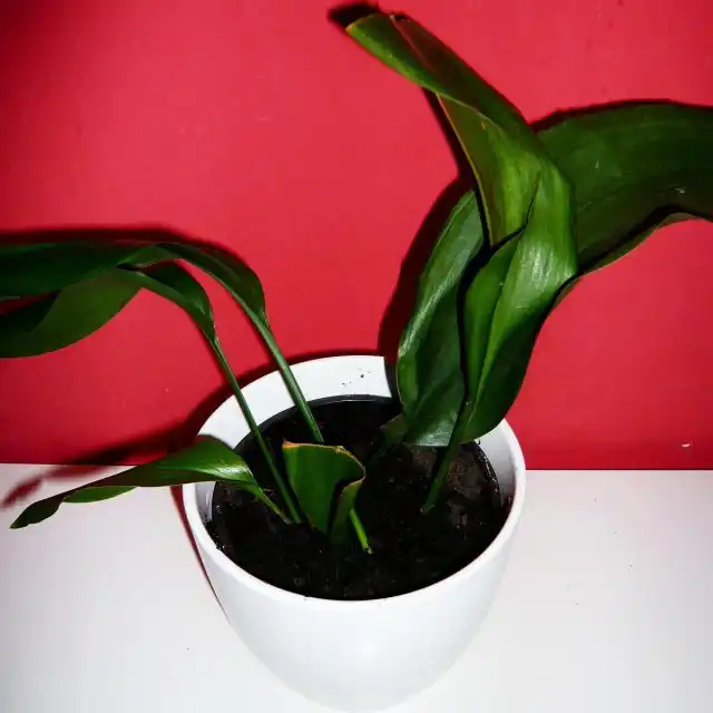 После пересадки и тем более деления, аспидистра может долго не расти