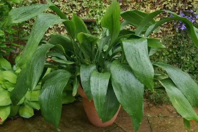Аспидистра высокая (Aspidistra elatior)