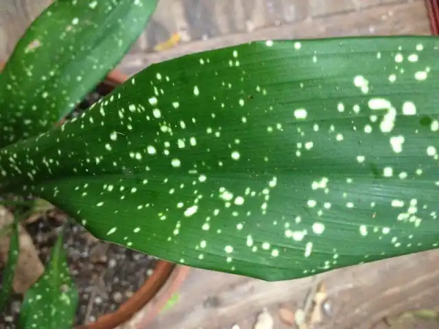 Для пестролистной формы аспидистры требуется хорошее освещение