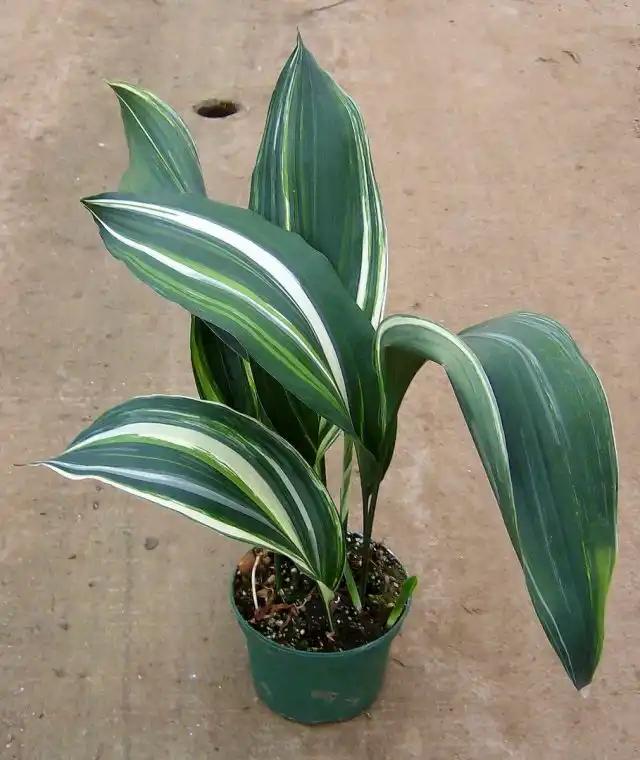 Аспидистра (Aspidistra)