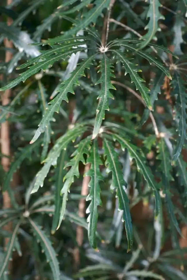 Шеффлера изящнейшая (Schefflera elegantissima)