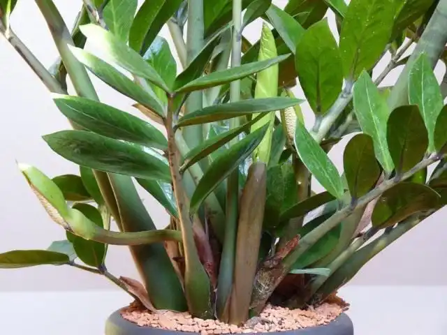 Замиокулькас (Zamioculcas)
