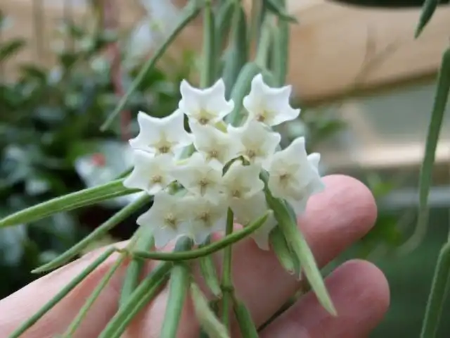 Хойя линейная (Hoya linearis)