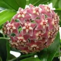 Хойя опушённочашечковая (лат. Hoya pubicalyx)