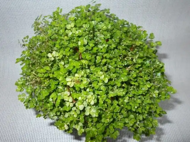 Солейролія – зелена куля. Догляд