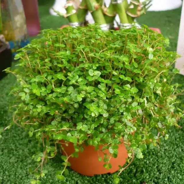 Солейролия Солейроля (Soleirolia soleirolii)