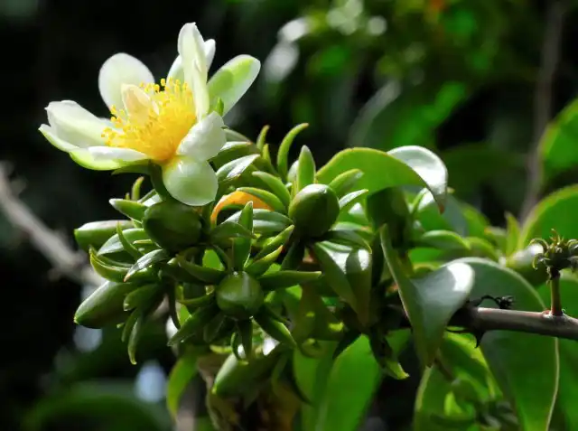 Переския шиповатая, или Переския колючая, или Барбадосский крыжовник (лат. Pereskia aculeata)