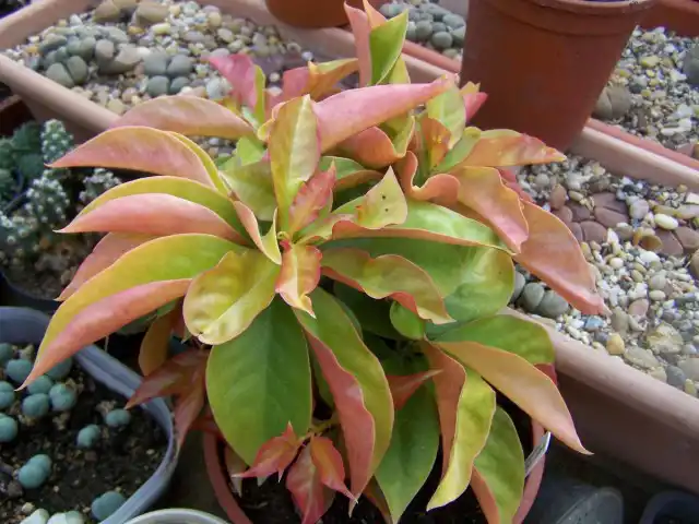 Переския Годсеффа (лат. Pereskia godseffiana)