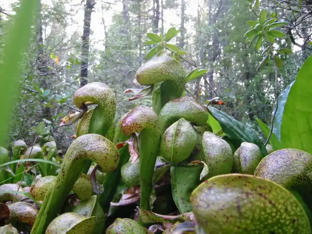 Дарлингтония (Darlingtonia)