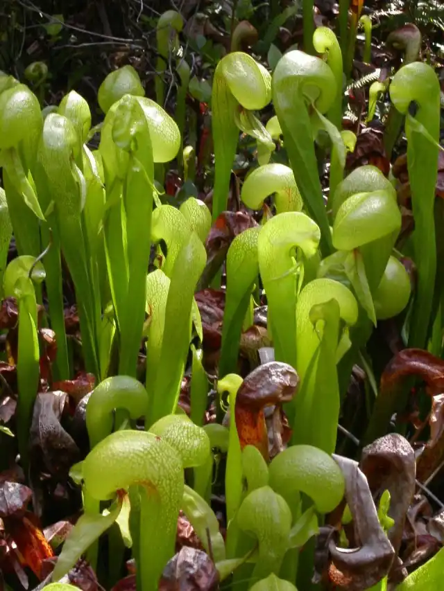 Дарлингтония калифорнийская (Darlingtonia californica)