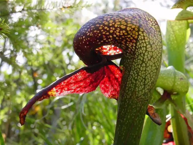 Дарлингтония калифорнийская (Darlingtonia californica)